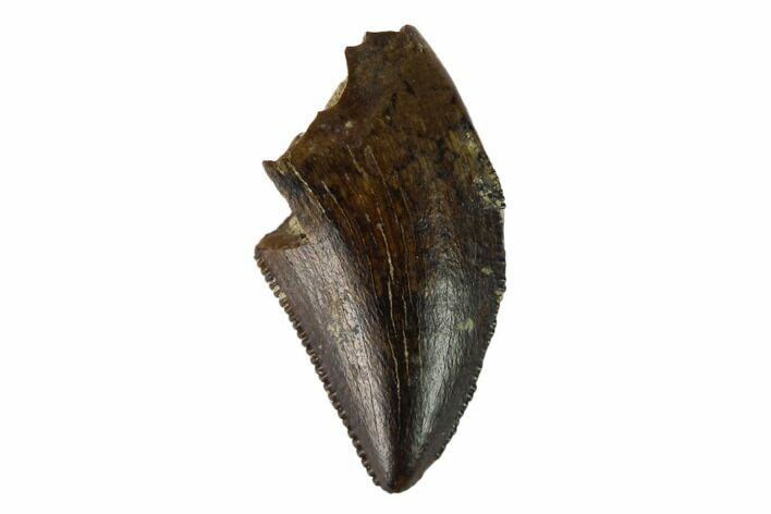 Theropod (Raptor) Tooth - Judith River Formation #133593